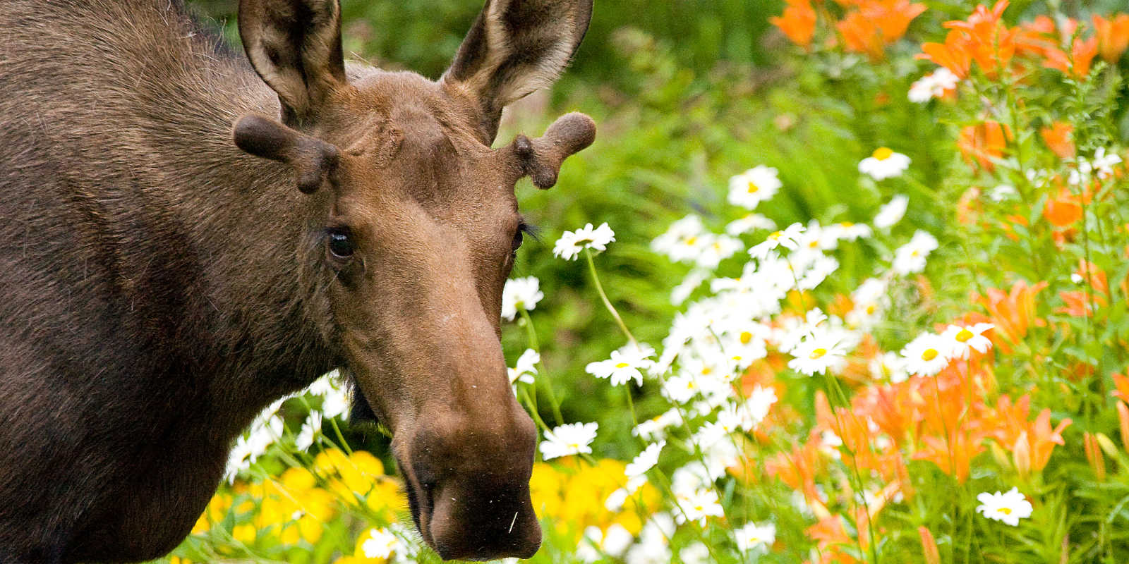 Moose in Anchorage Visit Anchorage